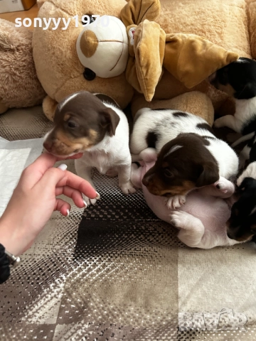 ДЖАК РЪСЕЛ 250ЛВ ЗА БРОЙ 1209252014, снимка 8 - Джак ръсел териер - 51694568