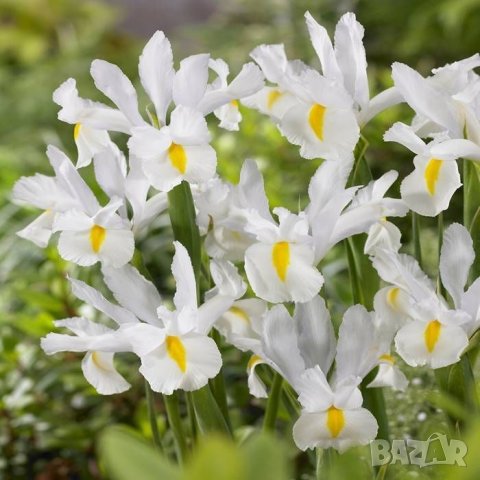 Ирис Dutch White , снимка 3 - Градински цветя и растения - 44406745