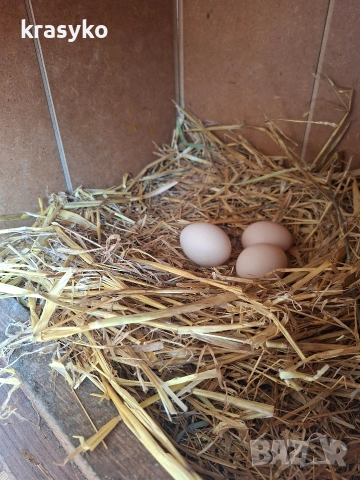 Домашни яйца., снимка 6 - Други животни - 53774203