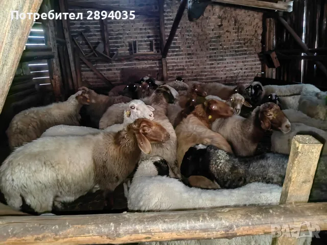 свободни овце, кочове , снимка 7 - Овце - 55756368