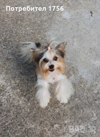 Бивер йорки, момиче., снимка 4 - Йоркширски териер - 45053514