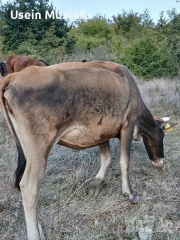 Продават се 2 юници, и двете са на първо отелване. Това е общата цена на 2 юници ТЕЛЕФОН:0876206134, снимка 7 - Други животни - 56228623