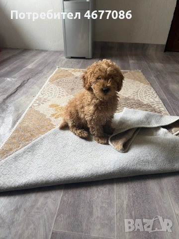 mini Toypudel  мъжко и женско на 3 месеца, снимка 2 - Пудели - 53215062