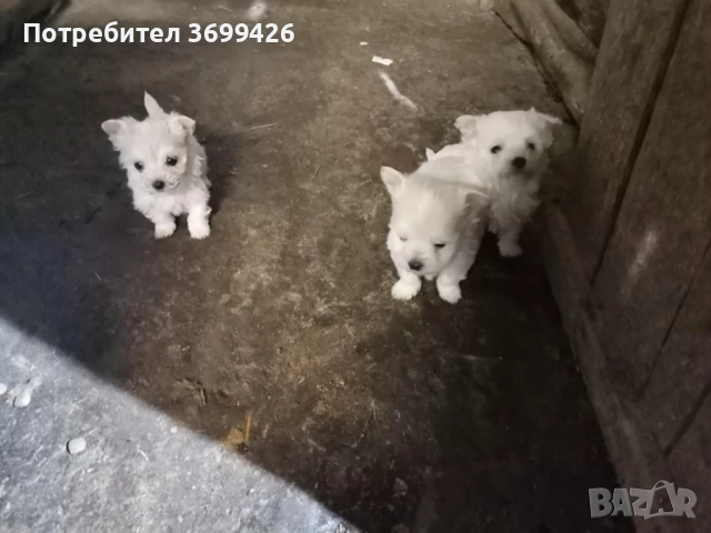 Болонки, снимка 3 - Болонка - 52977258