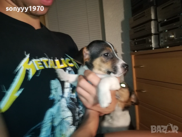 КУЧЕНЦЕ ДЖАК РЪСЕЛ 250ЛВ С ВАКСИНА И ПАСПОРТ 2310251706, снимка 8 - Джак ръсел териер - 52157021