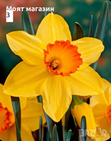 Нарциси 5вида