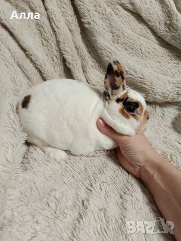 Декоративен Рекс, женска, снимка 3 - Декоративни зайчета - 53395618