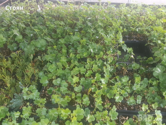 Разсад от Алпийски съкъзчета микс