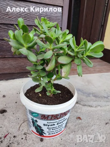 Дебела Мара(Парично дърво),Дървото на живота, снимка 5 - Стайни растения - 44581625