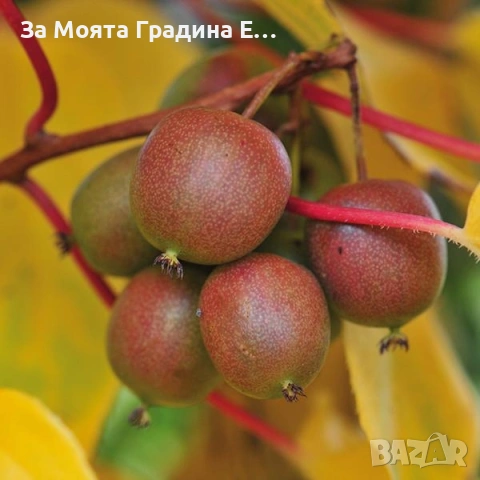 Червено киви , снимка 3 - Градински цветя и растения - 53619308