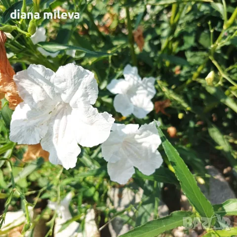 Продава се Руелия, Мексиканска петуния, Ruellia,  Mexican Petunia!!