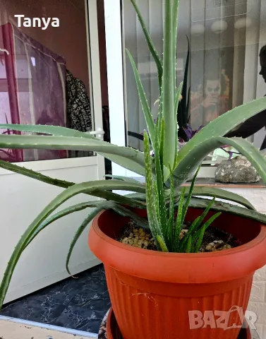 Алое вера (Aloe barbadensis Miller), снимка 4 - Стайни растения - 55771583