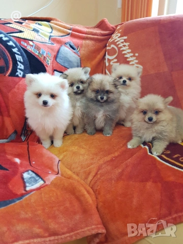 Померан померани свободни Гр. София, снимка 9 - Померан - 53483777