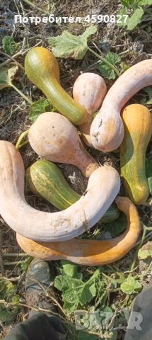 Тикви цигулки за животни, снимка 4 - Други животни - 52163125