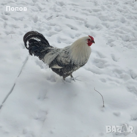 Продавам вествалски петлета, снимка 8 - Кокошки и пуйки - 52050258