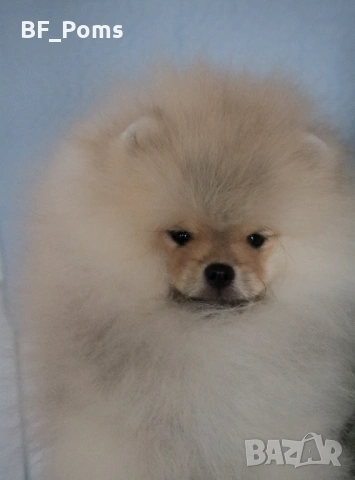 Страхотно момченце померан с родословие FCI, снимка 12 - Померан - 52918943