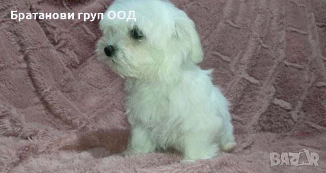 Малтийска болонка с родословие, снимка 3 - Болонка - 12445974