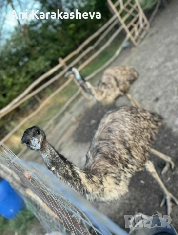 мъжко ему, снимка 3 - Други животни - 53160144