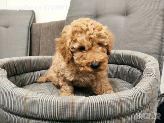 пудел / пуделче, снимка 4 - Пудели - 53133959