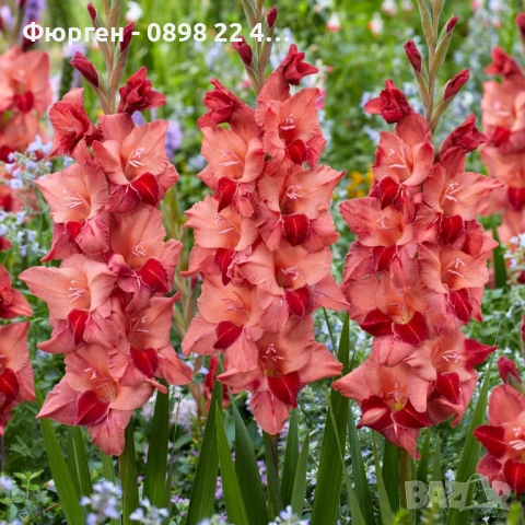 🌸 Луковици Гладиоли (Gladiolus), снимка 3 - Разсади - 53145212