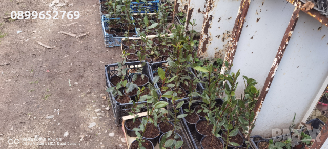 Дафинов лист