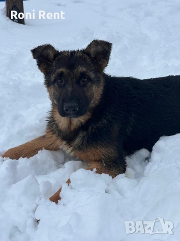 Немски Овчарки !Свободни 1 женско., снимка 4 - Немска овчарка - 52650450
