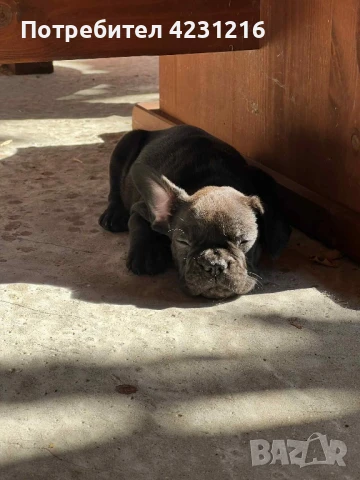 Мъжки френски булдочета, снимка 1
