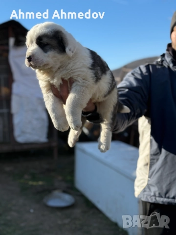 Кученца, Кавказка овчарка-Алабай, снимка 9 - Кавказка овчарка - 52955623