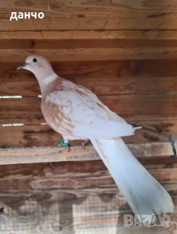 скумруци-гугутки, снимка 5 - Гълъби - 48050041