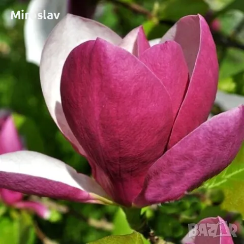Магнолия Рустика Рубра, снимка 4 - Градински цветя и растения - 50375522