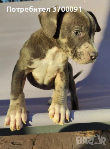 питбул, снимка 5 - Питбул - 52775499