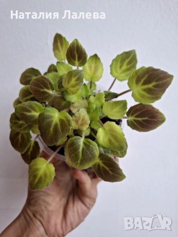 Мини сентполия трейлър, trail along, снимка 3 - Стайни растения - 52328911