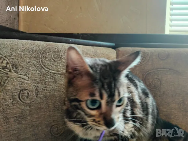 Бенгалска котка, снимка 7 - Бенгалски - 50322283