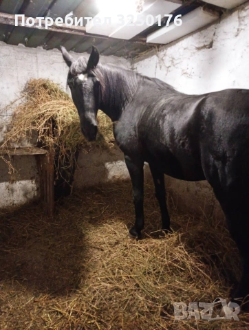 Продавам бременна кобила