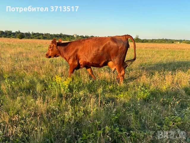 Продавам бременни месодайни кравикръстоски;търся съдружник, снимка 9 - Крави - 55771215