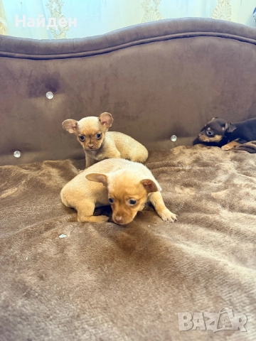 Кучута, снимка 4 - Други - 52866502