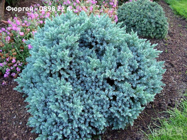 Хвойна Синя звезда - Juniperus squamata Blue Star, снимка 1 - Разсади - 41981961