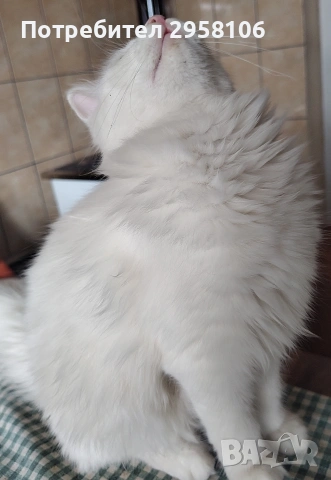 Персийска чинчила, снежно бяла, 5 мес., снимка 4 - Персийска - 53150542
