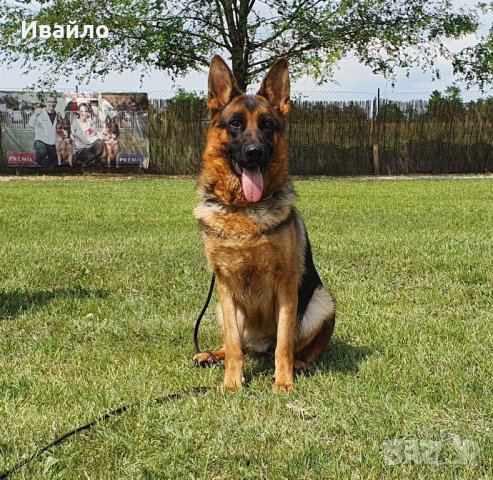 РАЗВЪДНИК за Немски Овчарки , снимка 9 - Немска овчарка - 41355526