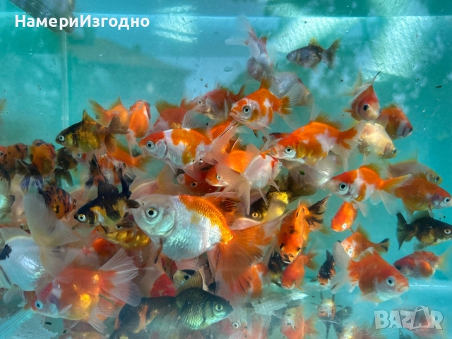 Продава оранди