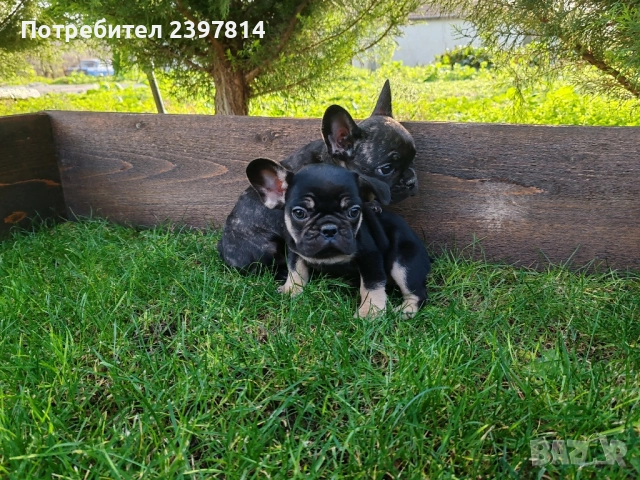Френски булдог , снимка 13 - Френски булдог - 52372599