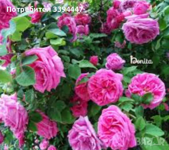 сладко и сок от рози , снимка 3 - Хранителни добавки - 49974673