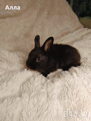 Зайчето холандско джуджета , снимка 2 - Декоративни зайчета - 52916503