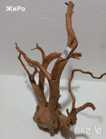 Корен от Азалия /декорация/ 35, снимка 4 - Други - 48966580