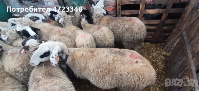 Продавам 20 млади овце