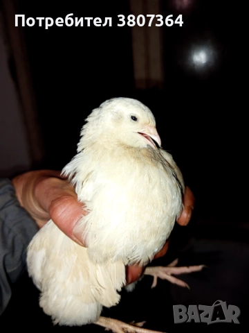 Продавам мъжки Манджурски и Тексаски Бройлерен пътпъдъци 3 лева за брой , снимка 13 - Кокошки и пуйки - 51025907