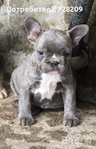 Френски Булдог/ French Bulldog, снимка 6 - Френски булдог - 51410450