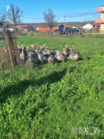 Домашни селски пуйки , снимка 2 - Кокошки и пуйки - 52592510