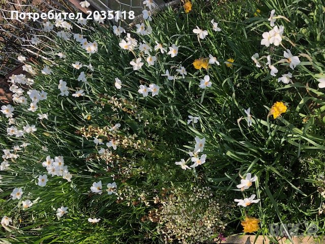 луковици от бели нарциси много миришещи, снимка 2 - Градински цветя и растения - 40457237