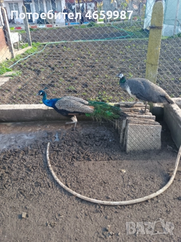 Пауни мъжки и женски , снимка 4 - други­ - 52528127